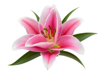 Pink lily bloom isolated on transparent background