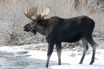 Bull moose crossing a stream