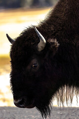 Close-up bison head looking at camera
