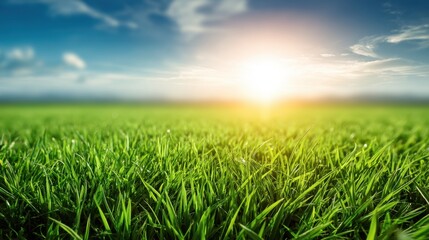 Fototapeta premium Lush Green Grass Field Under a Bright Blue Sky with a Stunning Sunrise and Gentle Clouds Illuminating the Landscape in Warm Golden Tones