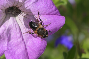 Hoverfly on a flower petal on a Petunia on a sunny day in a garden