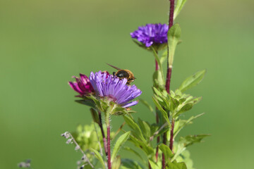 Hoverfly on an Aster Duchess Callistephus Flower on a sunny day in a garden UK