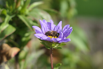 Hoverfly on an Aster Duchess Callistephus Flower on a sunny day in a garden UK