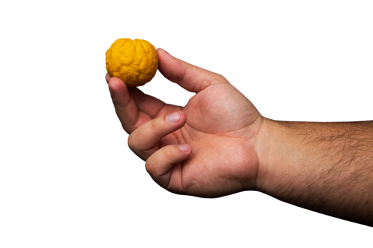 A male hand holding a Siberian lemon in his fingers on a blue background. Man holding a yellow fruit. Man holding a lemon PNG transparent