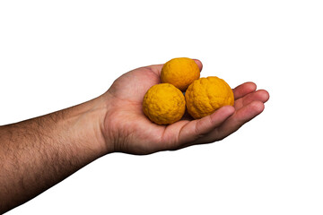 A male hand holding three Siberian lemons in his palm on a blue background. Man holding a yellow...