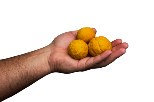 A male hand holding three Siberian lemons in his palm on a blue background. Man holding a yellow fruit. Man holding lemons PNG transparent