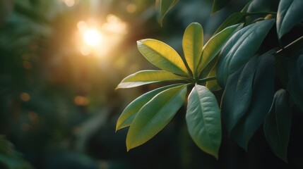 Fototapeta premium Close-up View of Green Leaves with Sunlight Filtering Through a Lush Plant, Creating a Serene and Natural Atmosphere in a Tropical Environment