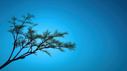 Elegant Silhouette of a Delicate Tree Branch Against a Soft Blue Gradient Sky Perfect for Tranquil Nature and Landscape Imagery