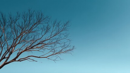 Bare tree branches silhouetted against a clear blue sky creating a serene and tranquil natural scene, perfect for peaceful landscape, nature, and season themes
