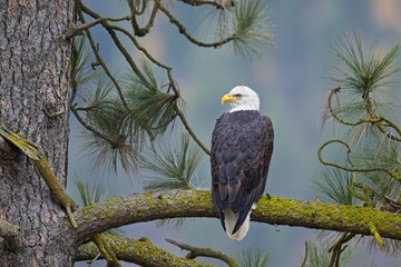  Bald eagle perched on a tree branch.