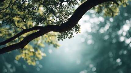 Soft Focus on Green Tree Branches Against a Blurry Forest Background with Sunlight Filtering Through Leaves in a Serene Atmosphere