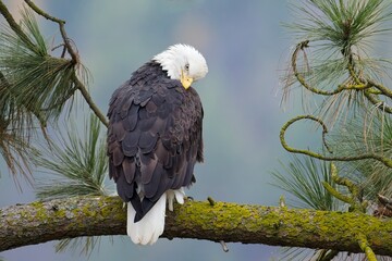  Bald eagle on branch preening itself.