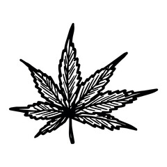 Obraz premium Hand drawn cannabis leaf Medicine marijuana Hemp leaves clipart in doodle style Single element for print, web, design, decor