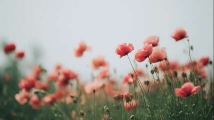 Naklejka premium A serene view of flowers and poppy blooms in spring across a green meadow, glowing with warm sunlight and summer brightness, enhanced by gentle bokeh nature’s soft grass textures in a calm open field