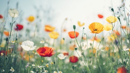 A serene view of flowers and poppy blooms in spring across a green meadow, glowing with warm sunlight and summer brightness, enhanced by gentle bokeh  nature&rsquo;s soft grass textures in a calm open field