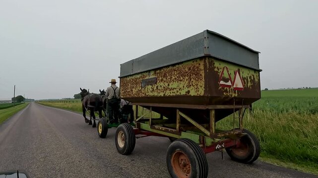 Beautiful draft horses pull a gravity wagon on a country road surrounded by agricultural fields. Motorized vehicle point of view. Located in the heart of Illinois Amish country - Arthur, Illinois.