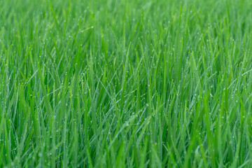 close-up view of a rice field with green plant. Background and texture, copy space