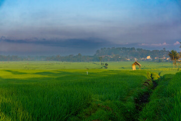 rural landscape in the morning. lush green landscape featuring a paddy field (also known as a rice paddy) with a small hut. 