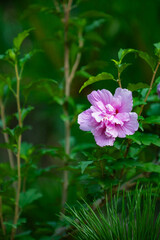 Green vegetation, fruits, and flowers from nature, with a background of plant greening and...