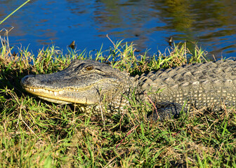 Close-up of an Alligator at dusk.