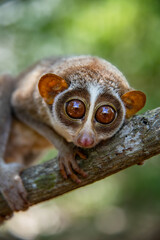 The red slender loris - Loris tardigradus 