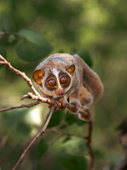 The red slender loris - Loris tardigradus 