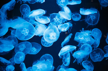 静寂に漂う青の舞