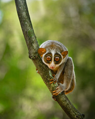 The red slender loris - Loris tardigradus 