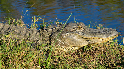 Close-up of an Alligator at dusk.