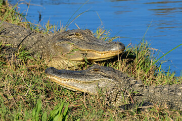Close-up of an Alligator at dusk.