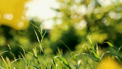A beautiful high quality 4K stock video featuring a green and yellow blurry background making it perfectly suitable for nature themed design projects effective eco friendly campaigns cheerful spring