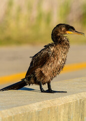A young Neotropic Cormorant