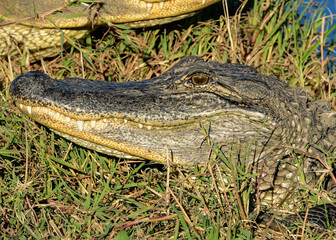 Close-up of an Alligator at dusk.