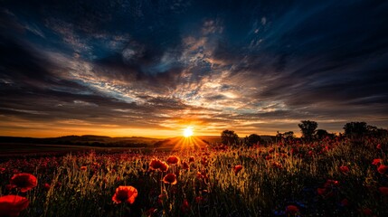 A stunning sunset over a red poppy field in the English countryside, casting long shadows and creating a vibrant, enchanting atmosphere that captures nature’s beauty at its most captivating moment.
