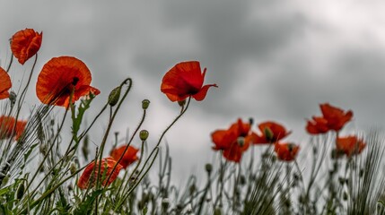 Obraz premium A field of vibrant red poppies under gray clouds with green grass in the background, symbolizing remembrance on Memorial Day. The red flowers stand out against the sky, captured in natural light.