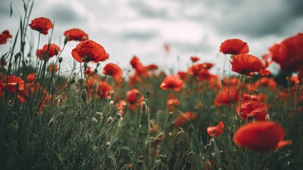 Fototapeta premium A field of vibrant red poppies under gray clouds with green grass in the background, symbolizing remembrance on Memorial Day. The red flowers stand out against the sky, captured in natural light.