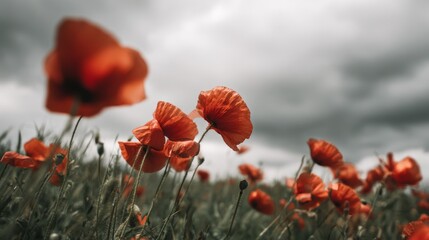 Obraz premium A field of vibrant red poppies under gray clouds with green grass in the background, symbolizing remembrance on Memorial Day. The red flowers stand out against the sky, captured in natural light.