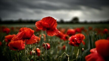 Obraz premium A field of vibrant red poppies under gray clouds with green grass in the background, symbolizing remembrance on Memorial Day. The red flowers stand out against the sky, captured in natural light.