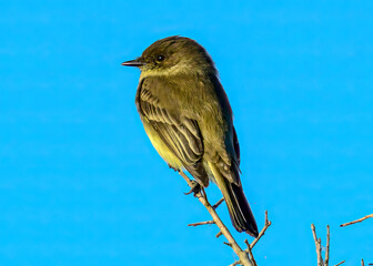 Eastern Phoebe perched on a branch