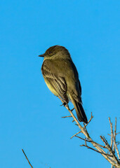 Eastern Phoebe perched on a branch