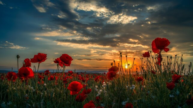 Red poppy field at sunrise with dramatic clouds in the sky, an endless sea of vibrant red flowers stretches into the distance, evoking feelings of joy, tranquility, and nostalgia. - Powered by Adobe
