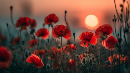 Obraz premium Enchanting sunset behind a poppy field, with vibrant red petals contrasting beautifully against the golden hues of the setting sun. Dreamy atmosphere captured in a serene and peaceful moment.