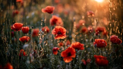 Obraz premium Enchanting sunset behind a poppy field, with vibrant red petals contrasting beautifully against the golden hues of the setting sun. Dreamy atmosphere captured in a serene and peaceful moment.