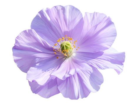 Delicate lavender poppy, detailed petals, soft light, golden center