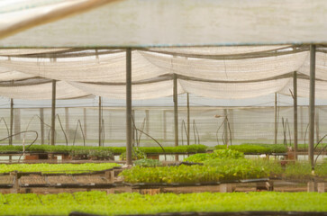 General view of vegetable seedlings in sowing plugs in a greenhouse at a plant nursery.