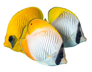 Three vibrant tropical fish with striped bodies and distinct markings