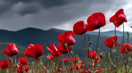 Obraz premium A vibrant field of red poppies in full bloom with rolling hills and dark clouds in the background, symbolizing hope amid despair during World War I, captured with a Canon EOS R5 macro lens.