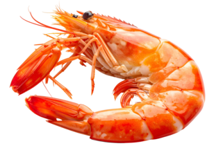 Cooked, peeled, bright orange seafood with segmented body