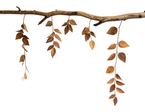 Dried leaves hang in clusters from a rough, dark tree branch