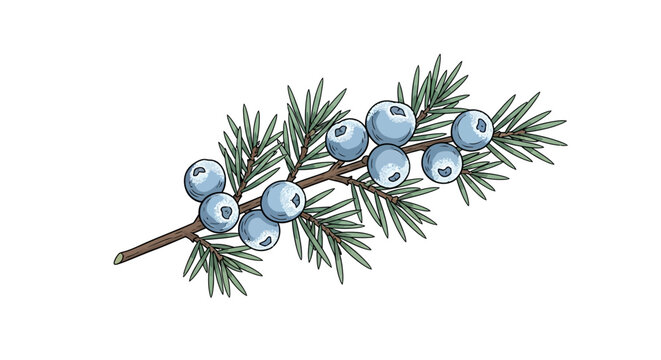 Illustration of a juniper branch with blue berries and green needles on a white background.